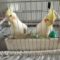عروس هلندی