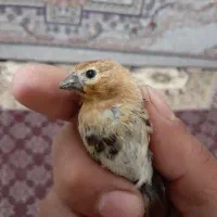 جوجه گلبسر.سهره.جوجه سهره.گلبسرنر.گلبسر ماده پرنده|پرنده|فیروزکوه, |دیوار