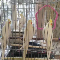 عروس هلندی|پرنده|مراغه, |دیوار