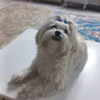 فروش سگ شیتزو