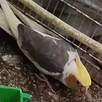 عروس هلندی نر