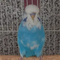 مرغ عشق انگلیسی گرید A|پرنده|اسلامشهر, باغ فیض|دیوار