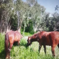 اسب های مادیون ونریون