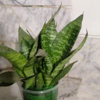 گل و گیاه