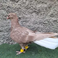 کبوتر دم سفید شش عدد۶سرور دمسفید سیاه زرد|پرنده|اصفهان, نقش جهان|دیوار