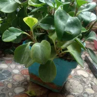 قاشقی برگ بیدی پاپیتال