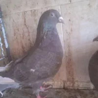 مشکی|پرنده|بردسکن, |دیوار