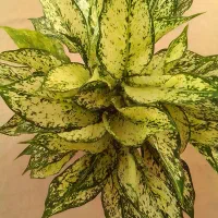 فروش گل آپارتمانی و زینتی|گل و گیاه طبیعی|تالش, هشتپر|دیوار