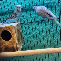 مرغعشق انگلیسی مولد|پرنده|قائمشهر, |دیوار