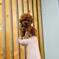 سگ پودل تاینی دارک رد و توی رد آپارتمانی