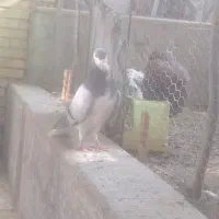 کبوتر