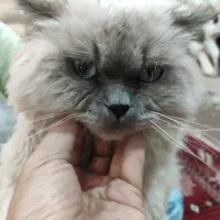 گربه پرشین سیامی