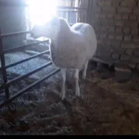 سلام  بره رومن خالص پدر لاکن فرانسه مادر رومانف