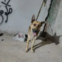 سلام سگ ژرمن 8یا9ماهه  حرف گوش کن|سگ|شریف‌آباد, |دیوار