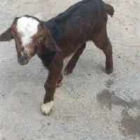 ۲عدد کهره شیری قیمت دوتاش باهم ۴۷۰۰ مقطوع