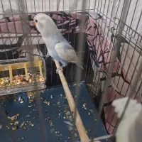 طوطی برزیلی مرغ عشق جفت|پرنده|پاکدشت, پاکدشت (مامازند)|دیوار