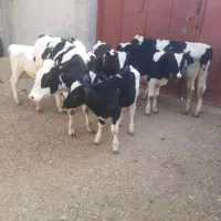گاو گوساله