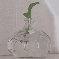 گلدان دکوری شیشه ای به همراه گل طبیعی