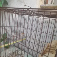 قناری نر آگات سیلور موزائیکی