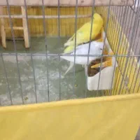 مرغ عشق دوجفت باقفس یه جفت عروس هلندی خوشکل