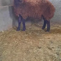 یک عدد بره نر چاق سبک وزن