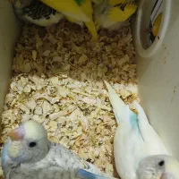 طوطی برزیلی اپلاین مولد روتخم جوجه دستی مرغ عشق|پرنده|کرج, حیدرآباد|دیوار