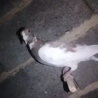 فروش