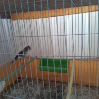 دو عدد قناری فروشی|پرنده|تربت‌حیدریه, ابوذر|دیوار