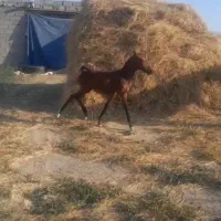 سلام اسب ماده به فروش می‌رسد|اسب و تجهیزات اسب‌سواری|انزل, |دیوار