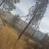 خریدارچوب ودرخت|خدمات باغبانی و درختکاری|شیراز, بریجستون|دیوار