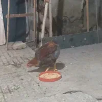 خروس محلی|حیوانات مزرعه|پاکدشت, پاکدشت (مامازند)|دیوار