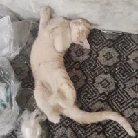 گربه|حیوانات|زابل, |دیوار