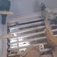 کفتر سوراخی پریده مخ|پرنده|کرمان, |دیوار