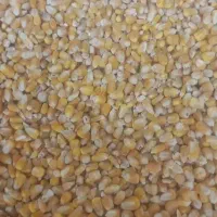 انواع خوراک دامی ذرت جو گندم سویا یونجه