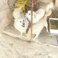 سک نژاد دار|سگ|جهرم, |دیوار