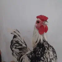 خروس سیپرایت