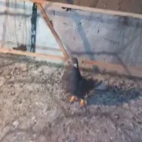 کبوتر سرکه ای دمسفید