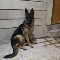 ژرمن بلک فیس پاخرگوشی