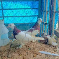 کبوتر پرشی|پرنده|نوشهر, |دیوار