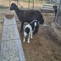 گوسفند بره دار جوان