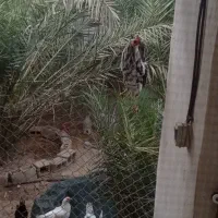 خروس گلین|حیوانات مزرعه|خورموج, |دیوار