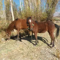 اسب مادیان|اسب و تجهیزات اسب‌سواری|الشتر, |دیوار