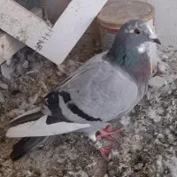 ماده پلاکی صید شده