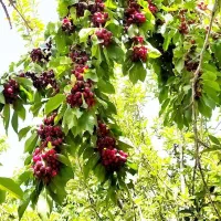 زمین 1000 متری در جاده چالوس کلوان|فروش زمین و ملک کلنگی|کرج, عظیمیه|دیوار