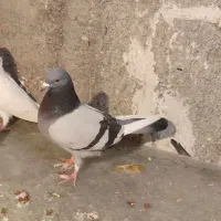 ماده سبز روشن میخوام