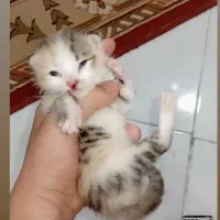 بچه گربه کالیکو