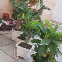 فروش ۴ عدد گل مرجان گل درشت|گل و گیاه طبیعی|بناب, |دیوار