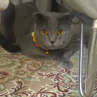 گربه نر اسکاتیش بلو