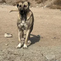 سگ سراب چهار ساله