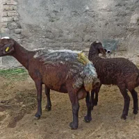 گوسفند با بره